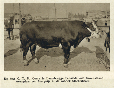 99072 Afbeelding van de prijswinnende stier in de rubriek slachtstieren van eigenaar C.T.M. Coers te Baambrugge, op de ...